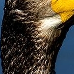204A3288   Portrait du grand corrmoran